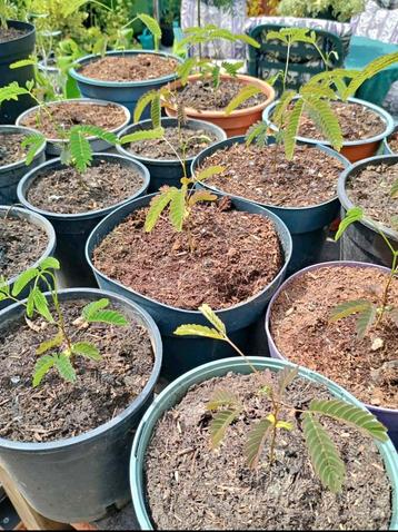 Te koop jonge albizia  Plantjes ook wel  Perzische slaapboom beschikbaar voor biedingen
