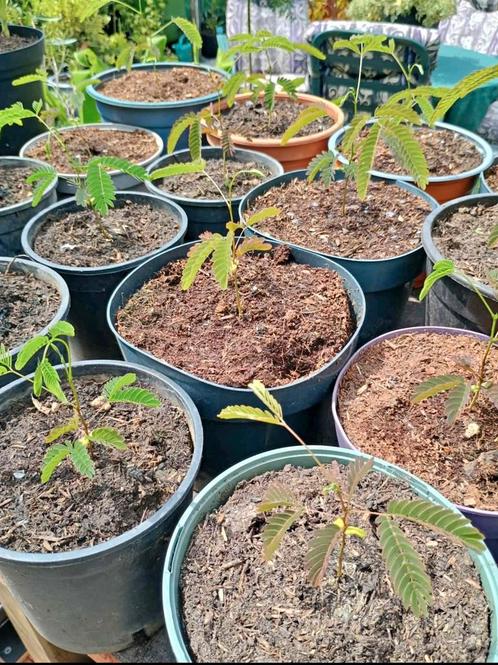 Te koop jonge albizia  Plantjes ook wel  Perzische slaapboom, Tuin en Terras, Planten | Tuinplanten, Ophalen