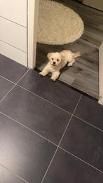 Boomer teefje, Dieren en Toebehoren, Parvo, 15 weken tot 1 jaar, Overige rassen, Teef