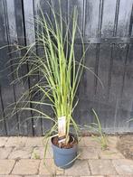 Pampasgras met roze pluimen, Volle zon, Vaste plant, Siergrassen, Ophalen of Verzenden