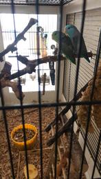 Jonge forpussen groen em blauw, Meerdere dieren, Parkiet