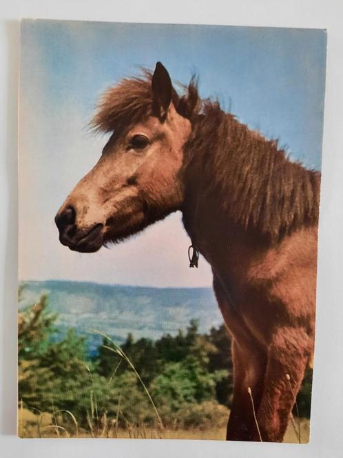 paard  paarden kaart Poppverlag, Verzamelen, Ansichtkaarten | Dieren, Ongelopen, 1980 tot heden, Paard, Ophalen