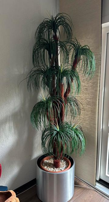 Kunst palmboom beschikbaar voor biedingen
