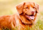 Toller x australian labradoodle verwacht, Overige rassen, CDV (hondenziekte), 8 tot 15 weken, Meerdere dieren