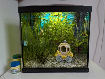 Compleet aquarium  vissen  toebehoren superfish start 30 lt beschikbaar voor biedingen