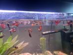 Mooie guppen jonge en volwassen, Dieren en Toebehoren, Vissen | Aquariumvissen, Vis, Zoetwatervis