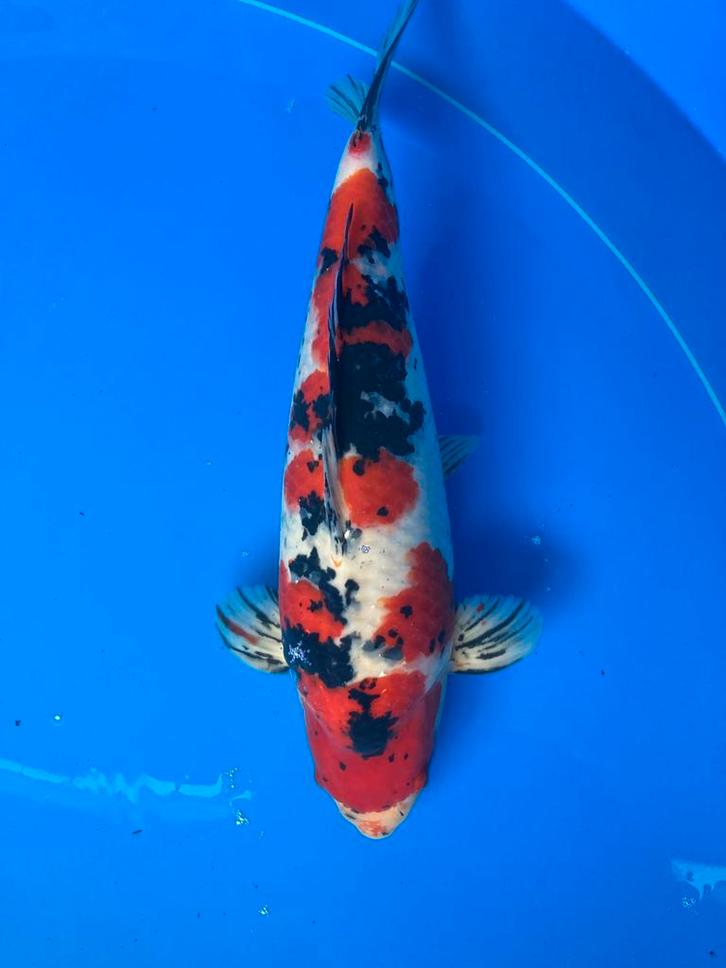 Sakai company sanke, Dieren en Toebehoren, Vissen | Vijvervissen, Karper of Koi