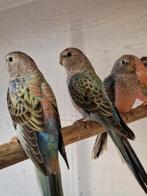Bourkes parkieten, Dieren en Toebehoren, Vogels | Parkieten en Papegaaien, Meerdere dieren, Parkiet