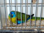 Turquoisine parkiet, Dieren en Toebehoren, Vogels | Parkieten en Papegaaien, Mannelijk, Parkiet, Geringd