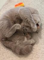 Britse korthaar lilac dekkater - zeer ervaren, Dieren en Toebehoren, Katten en Kittens | Dekkaters, 3 tot 5 jaar