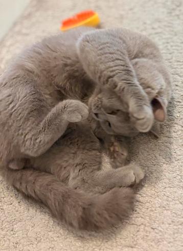 Britse korthaar lilac dekkater - zeer ervaren beschikbaar voor biedingen