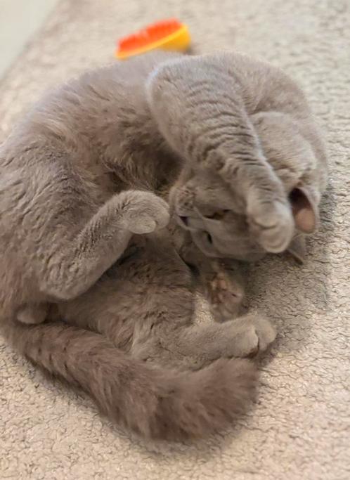Britse korthaar lilac dekkater - zeer ervaren, Dieren en Toebehoren, Katten en Kittens | Dekkaters, 3 tot 5 jaar