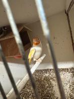 Koppel major putters, Dieren en Toebehoren, Vogels | Overige Vogels, Meerdere dieren, Wildzangvogel, Geringd
