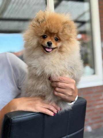 Pomeriaan puppy pomeranian pup reutje fci stamboom beschikbaar voor biedingen