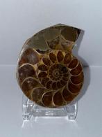 Prachtige Ammoniet Fossiel met Displayvoet, Ophalen of Verzenden, Fossiel