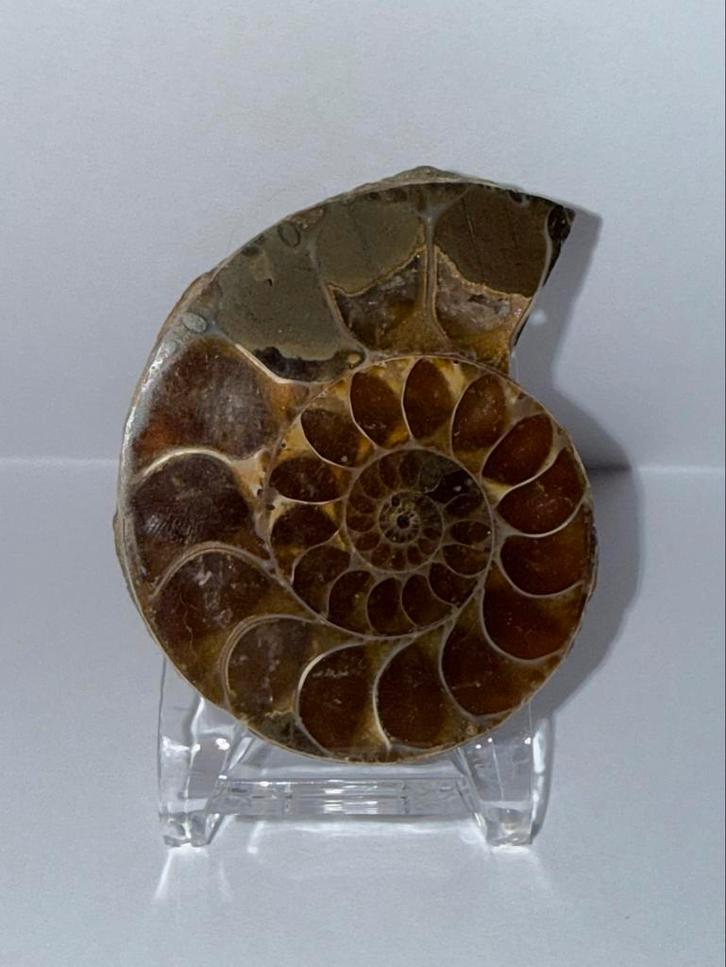 Prachtige Ammoniet Fossiel met Displayvoet, Verzamelen, Mineralen en Fossielen, Fossiel, Ophalen of Verzenden
