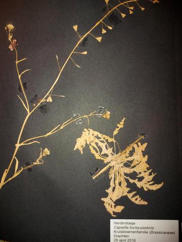 Herbarium 2x. beschikbaar voor biedingen