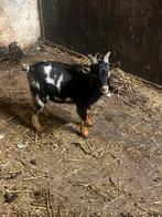 3 kleurige dekbok, Dieren en Toebehoren, Schapen, Geiten en Varkens, Mannelijk, Geit