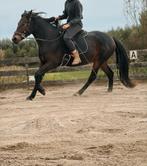 Verzorgpaard aangeboden, Dieren en Toebehoren, Paarden en Pony's | Overige Paardenspullen, Ophalen, Dressuur