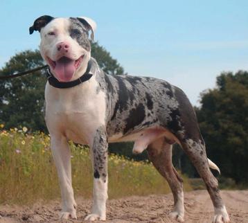 Pitbull reu ter dekking beschikbaar voor biedingen