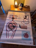 Vintage anatomische schoolplaat medisch / geneeskunde, Ophalen of Verzenden