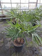 Palm, Trachycarpus fortunei, winterhard, Tuin en Terras, Planten | Bomen, Volle zon, Bloeit niet, Ophalen of Verzenden, 100 tot 250 cm