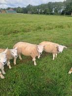 Te koop :Necker Texels  beste ram lammeren,  100% Britse tex, Dieren en Toebehoren, Schapen, Geiten en Varkens, Mannelijk, Schaap