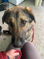 Romeo is een ontzettende goedzak, Particulier, Rabiës (hondsdolheid), Reu, 1 tot 2 jaar