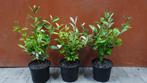 Elaeagnus ebbingei (Olijfwilg-Zilverbes), Ophalen, Overige soorten, Haag, Minder dan 100 cm