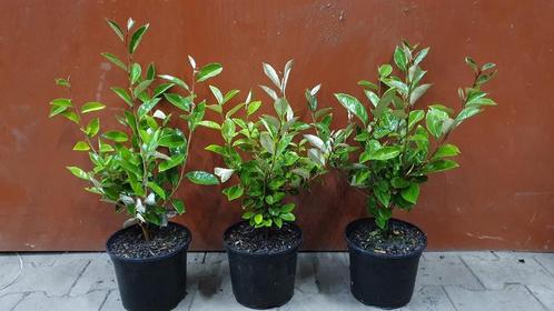 Elaeagnus ebbingei (Olijfwilg-Zilverbes), Tuin en Terras, Planten | Struiken en Hagen, Haag, Overige soorten, Minder dan 100 cm