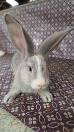 Duitse Reuzen Blue & Siamees Sable met vienna, Dieren en Toebehoren, Konijnen, Meerdere dieren, Groot, 0 tot 2 jaar