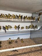 Fiorino.s, Dieren en Toebehoren, Vogels | Kanaries, Meerdere dieren, Kleurkanarie