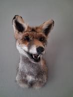 Opgezette vossekop NIEUW, Verzamelen, Dierenverzamelingen, Ophalen of Verzenden, Nieuw, Wild dier, Gewei of Kop