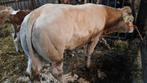 Te koop mooie blonde stier, Dieren en Toebehoren, Runderen