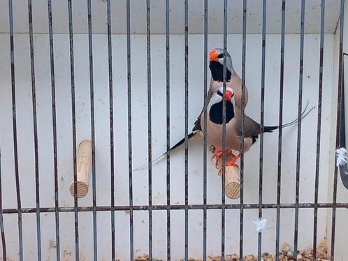 Laatste koppels tropen zie beschrijving p.koppel vanaf 12.50, Dieren en Toebehoren, Vogels | Overige Vogels, Tropenvogel, Meerdere dieren