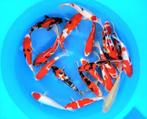 Nisai van Marusei, 28/35 cm keus uit 800 stuks, Karper of Koi