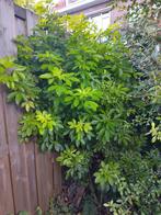 Gratis Choisya plant - zelf uithalen!, Tuin en Terras, Planten | Bomen, Ophalen, Halfschaduw, Overige soorten, Lente