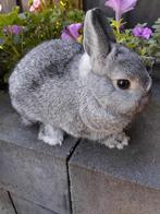 mooie kleurdwerg chinchilla ram, Dieren en Toebehoren, Konijnen, Mannelijk, Dwerg
