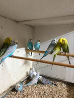 Keuze  uit meerdere grasparkieten, Meerdere dieren, Parkiet, Geringd