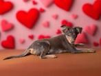 Nog 1 choco dwergpinscher reu, België, Overige rassen, CDV (hondenziekte), 8 tot 15 weken