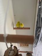 Koppel Forpus muspapegaaien, Meerdere dieren, Parkiet