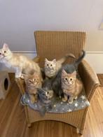 Maine coon, Dieren en Toebehoren, Meerdere dieren, Gechipt, 0 tot 2 jaar