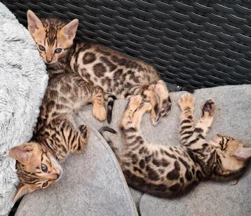 Bengaal kittens, raszuiver, zoeken een liefdevol huisje.  beschikbaar voor biedingen