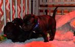 Engelse Stafford-pups-Staffordshire Bull Terrier, Dieren en Toebehoren, Overige rassen, 8 tot 15 weken, Meerdere, Meerdere dieren