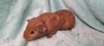Diverse jonge cavia zeugjes, Dieren en Toebehoren, Knaagdieren, Vrouwelijk, Tam, Maart, Cavia