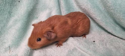 Diverse jonge cavia zeugjes, Dieren en Toebehoren, Knaagdieren, Vrouwelijk, Cavia, Maart, Tam