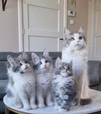 Schitterende Maine Coon Kittens met stamboom, Dieren en Toebehoren, Katten en Kittens | Raskatten | Langhaar, Meerdere dieren