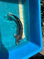 Mooie koi, Karper of Koi