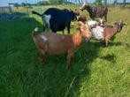 Knappe dwerggeit (maanvlek), Dieren en Toebehoren, Schapen, Geiten en Varkens, Vrouwelijk, Geit, 3 tot 5 jaar