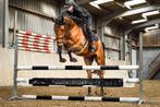 Lieve 6 jarige allround E-pony (Pidoro’s Diablo) te koop, Dieren en Toebehoren, Pony's, E pony (1.48m - 1.57m), B, Gechipt, Ruin